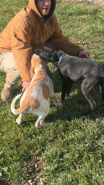 Enlarge Thumper, a Adoptable mixed breed in Alliance, OH video 2/3