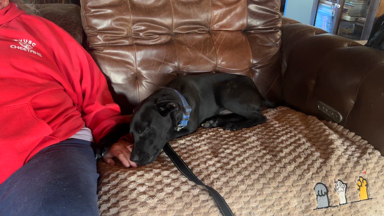 Enlarge Thumper, a Adoptable mixed breed in Alliance, OH video 3/3