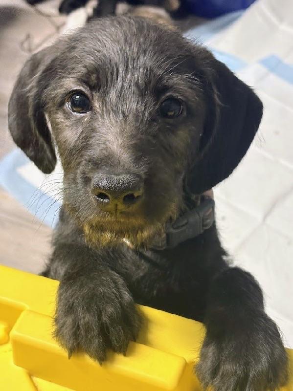 Mo, adopted, Puppy Female Poodle.