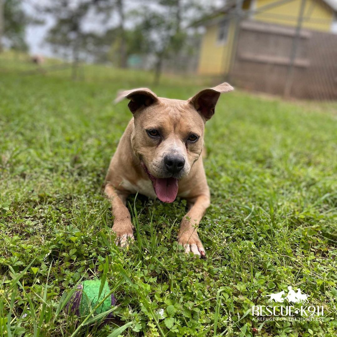 Missy, Adoptable, Adult Female Terrier.