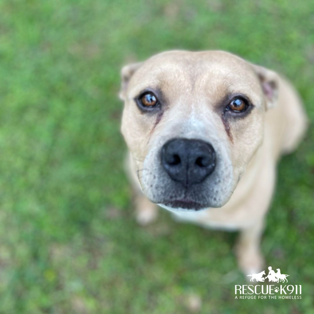 Missy, a Adoptable Terrier in Camp Hill, AL image 2/8