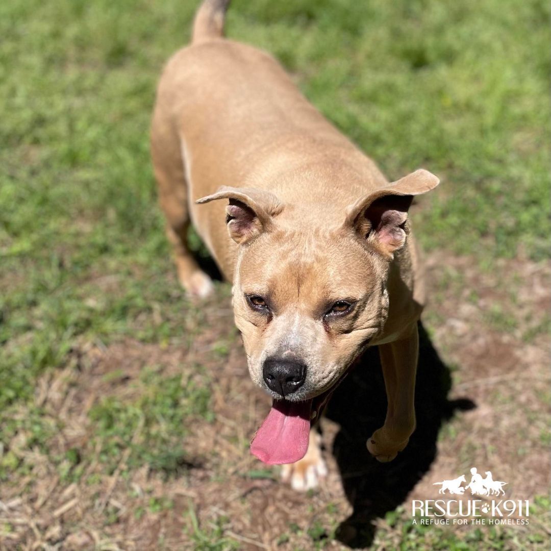 Missy, a Adoptable Terrier in Camp Hill, AL image 3/8