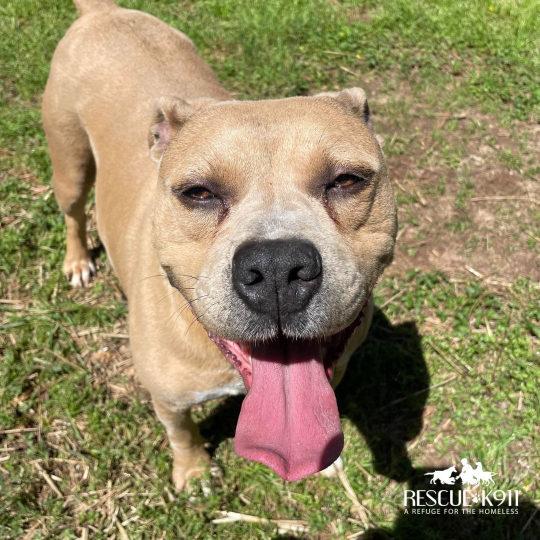 Missy, a Adoptable Terrier in Camp Hill, AL image 4/8