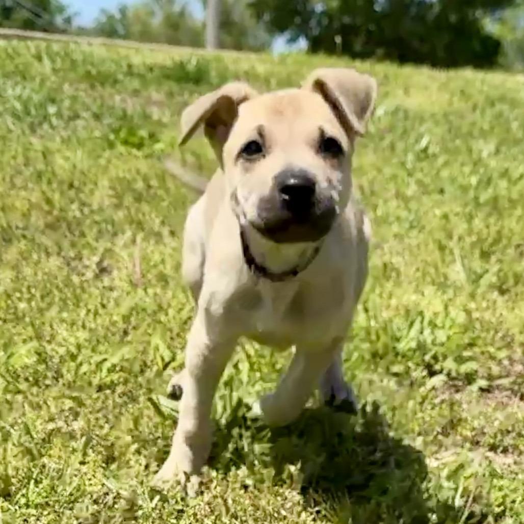 Angelus FC, Adoptable, Puppy Male German Shepherd Dog & Mixed Breed.