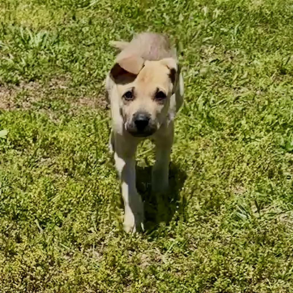 Enlarge Angelus FC, a Adoptable mixed breed in Union, MO image 2/6