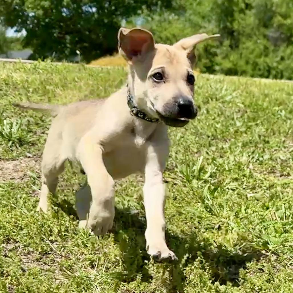 Enlarge Angelus FC, a Adoptable mixed breed in Union, MO image 3/6