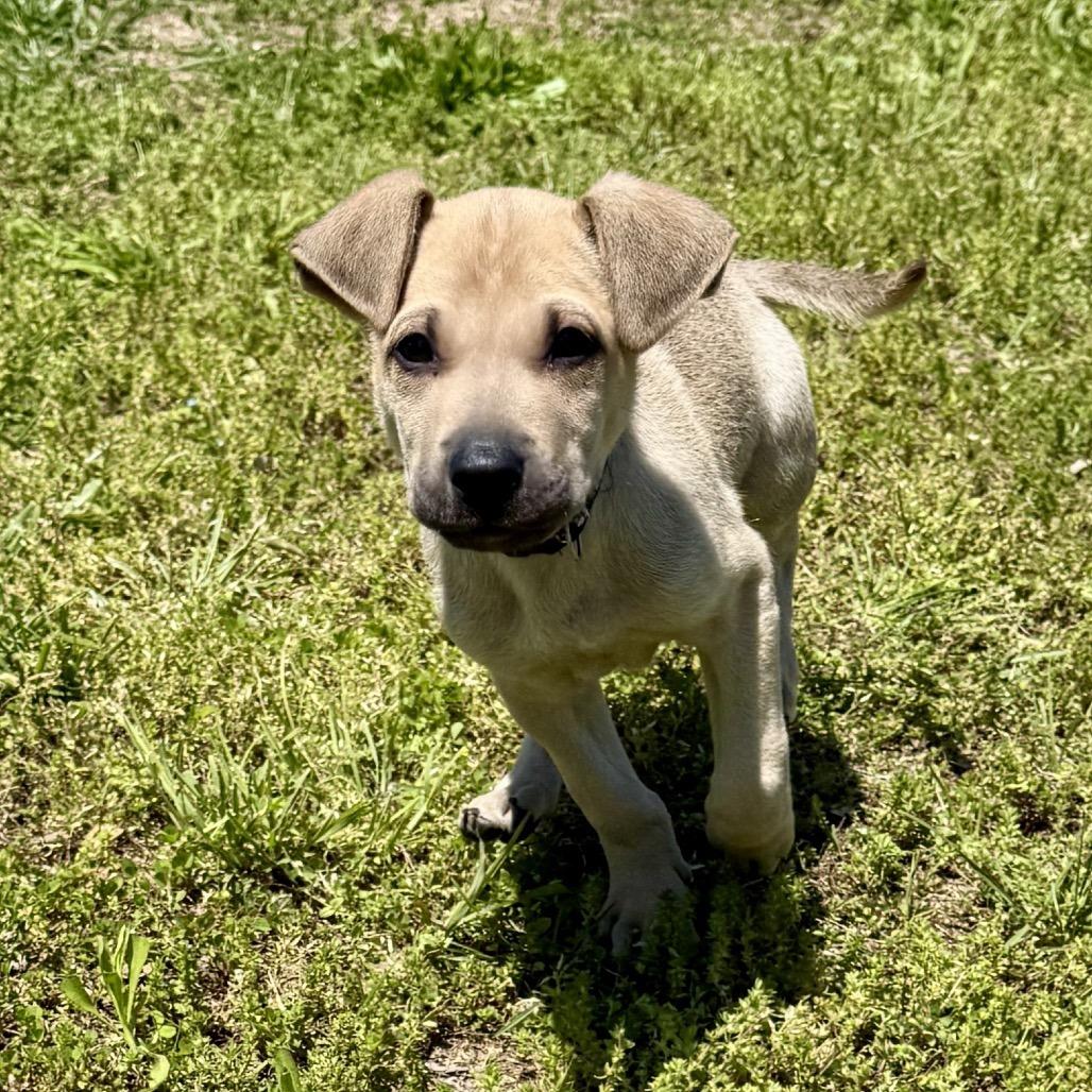 Enlarge Angelus FC, a Adoptable mixed breed in Union, MO image 4/6