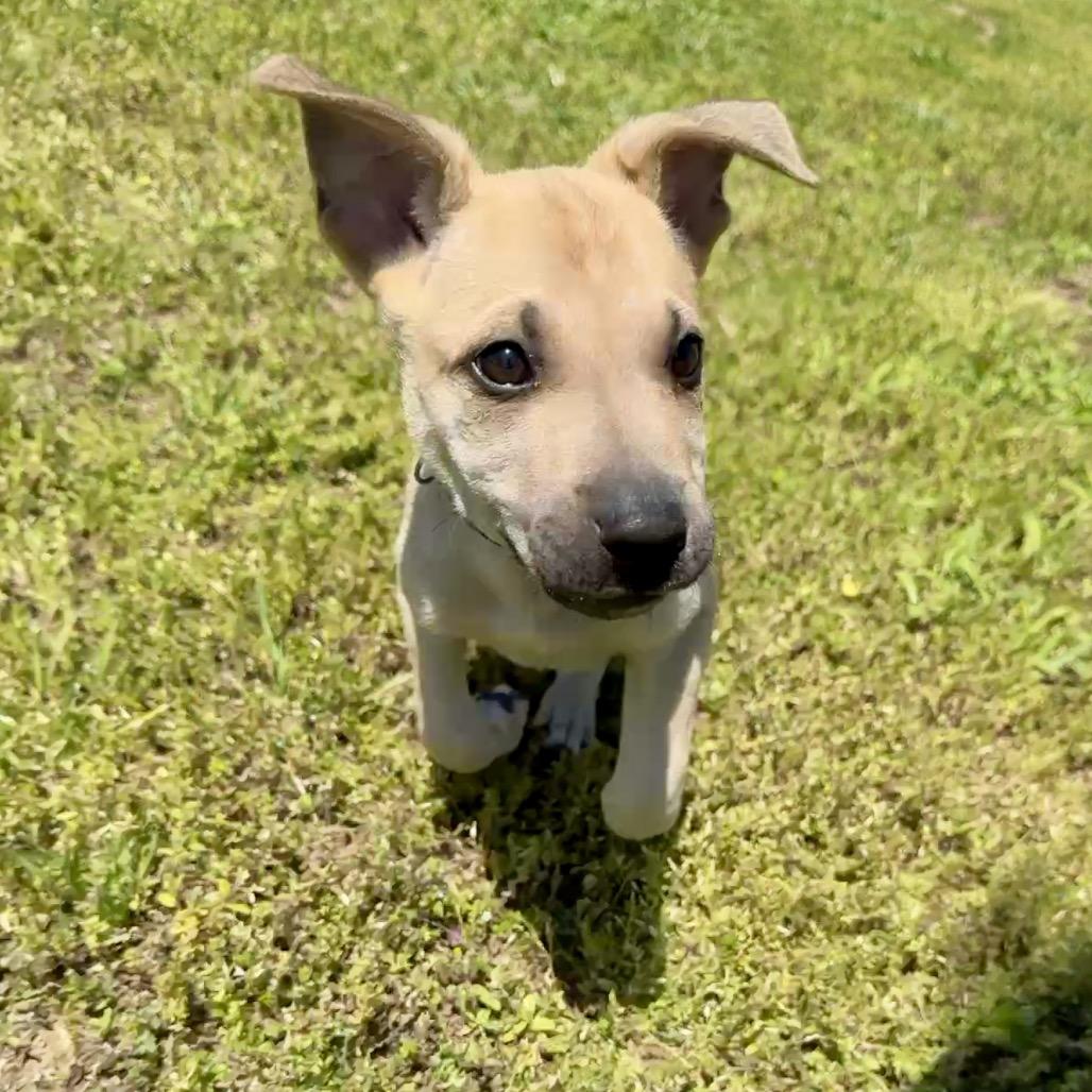 Enlarge Angelus FC, a Adoptable mixed breed in Union, MO image 5/6