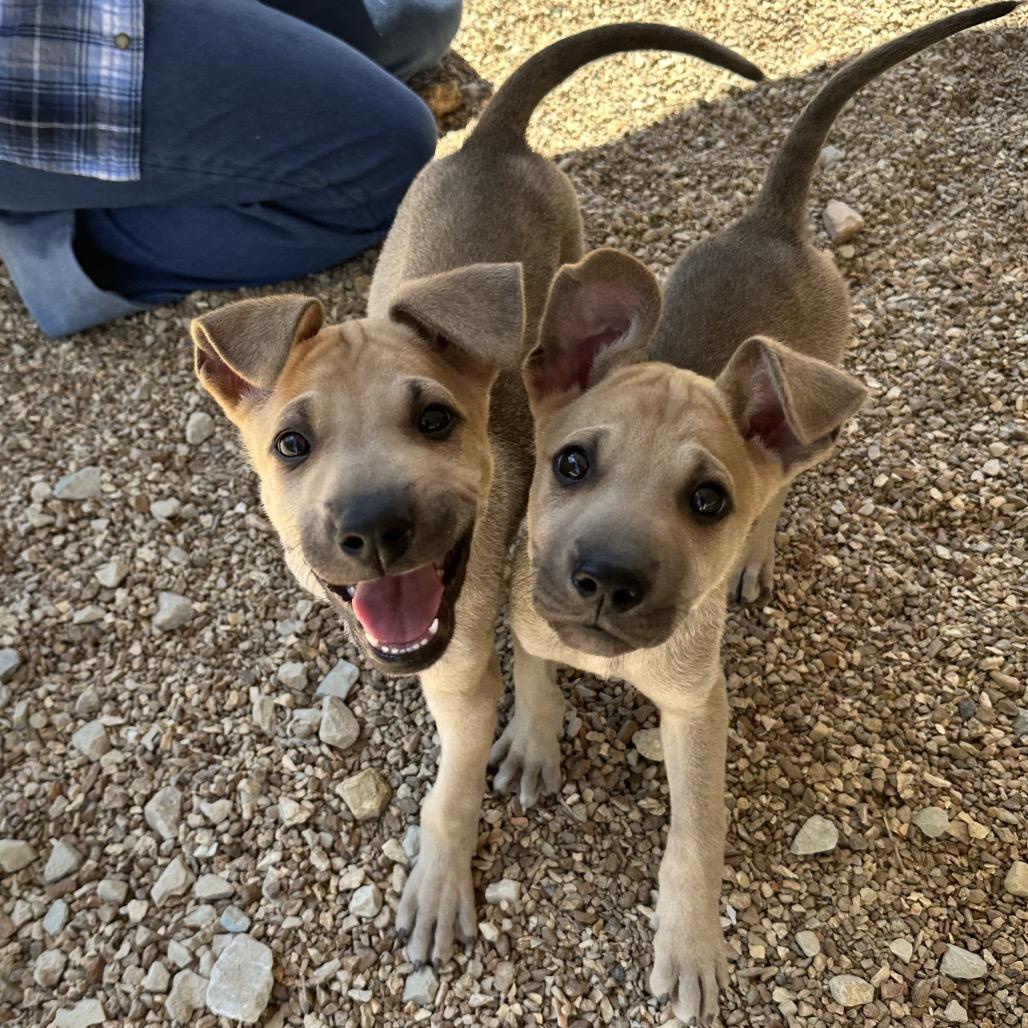 Enlarge Angelus FC, a Adoptable mixed breed in Union, MO image 6/6