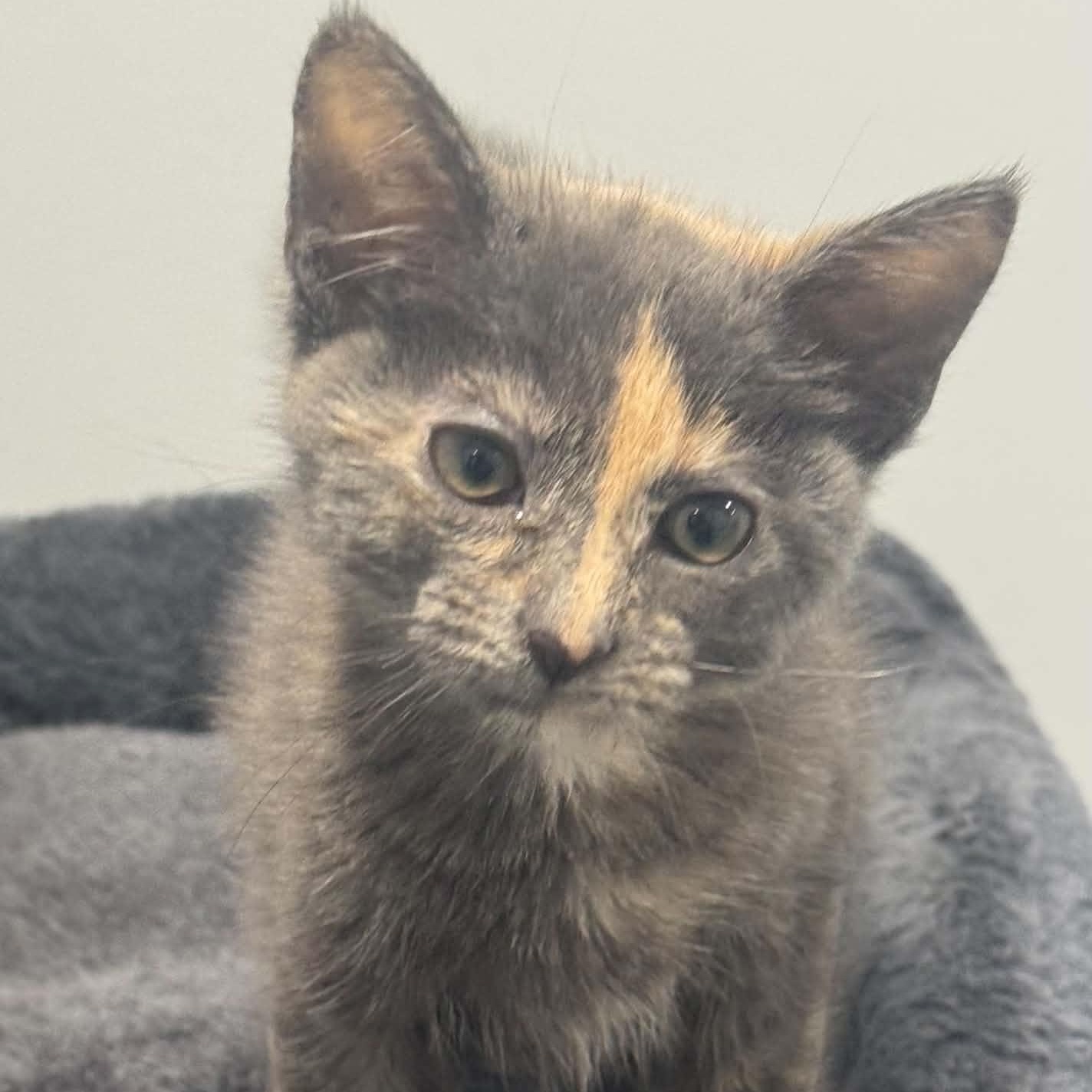 Enlarge Coca Cola, a ADOPTABLE American Shorthair in Danbury, CT image 4/4