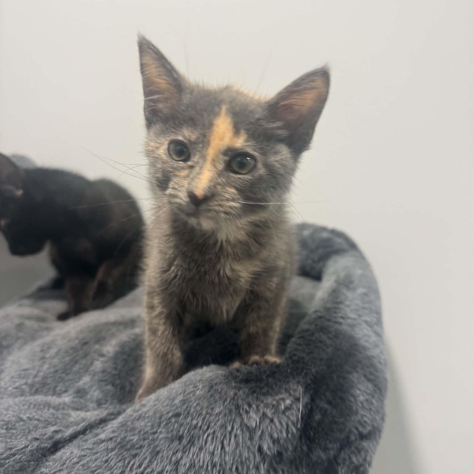 Enlarge Coca Cola, a ADOPTABLE American Shorthair in Danbury, CT image 2/4