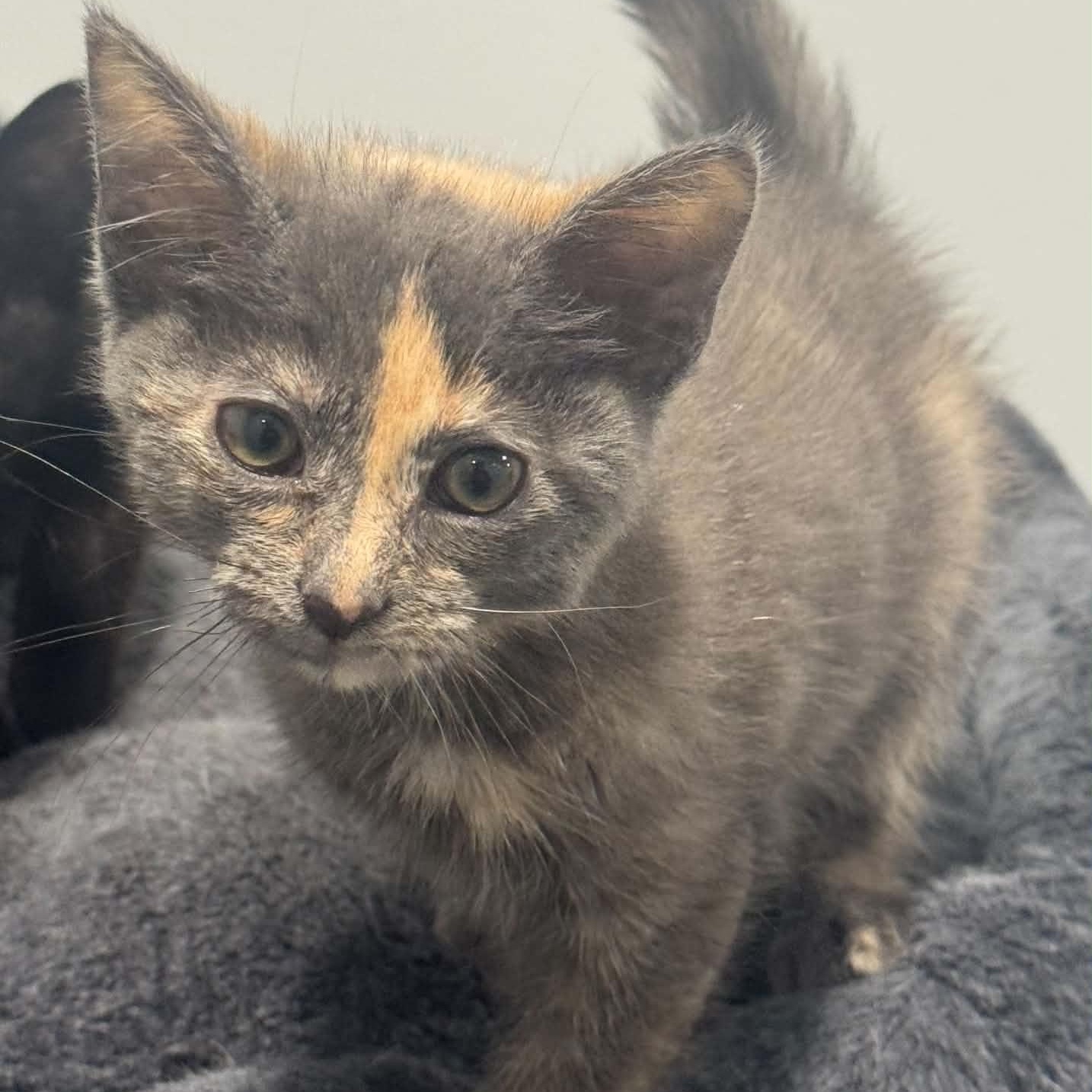 Coca Cola, ADOPTABLE, Kitten Female American Shorthair.