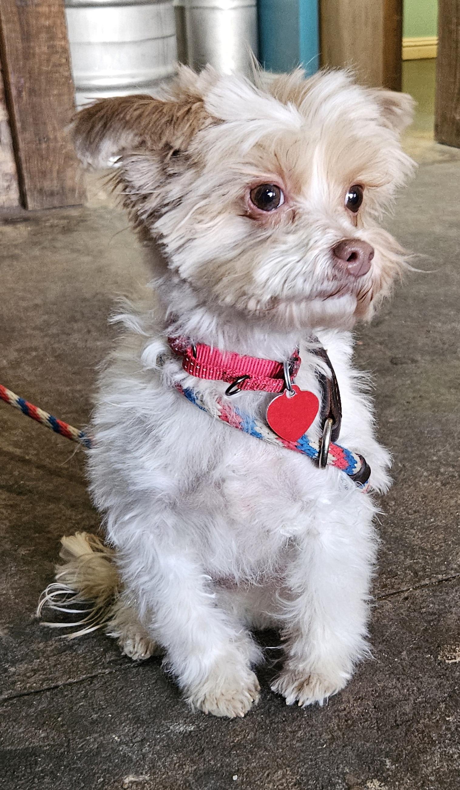 Daisy (aka Lieselle), an adoptable Chinese Crested Dog in Raleigh, NC image 3/3