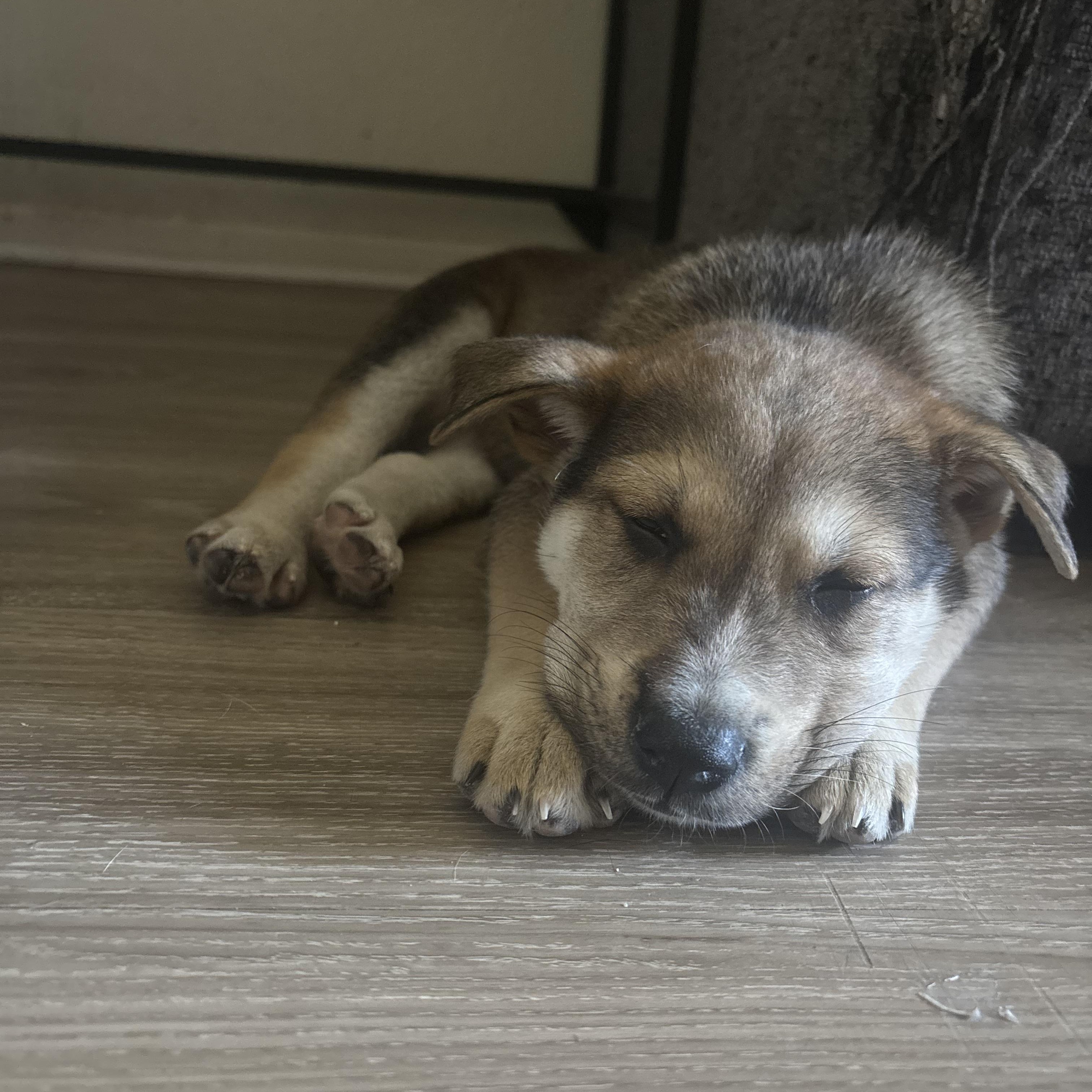 Enlarge Leo, an adopted mixed breed in Costa Mesa, CA image 1/4