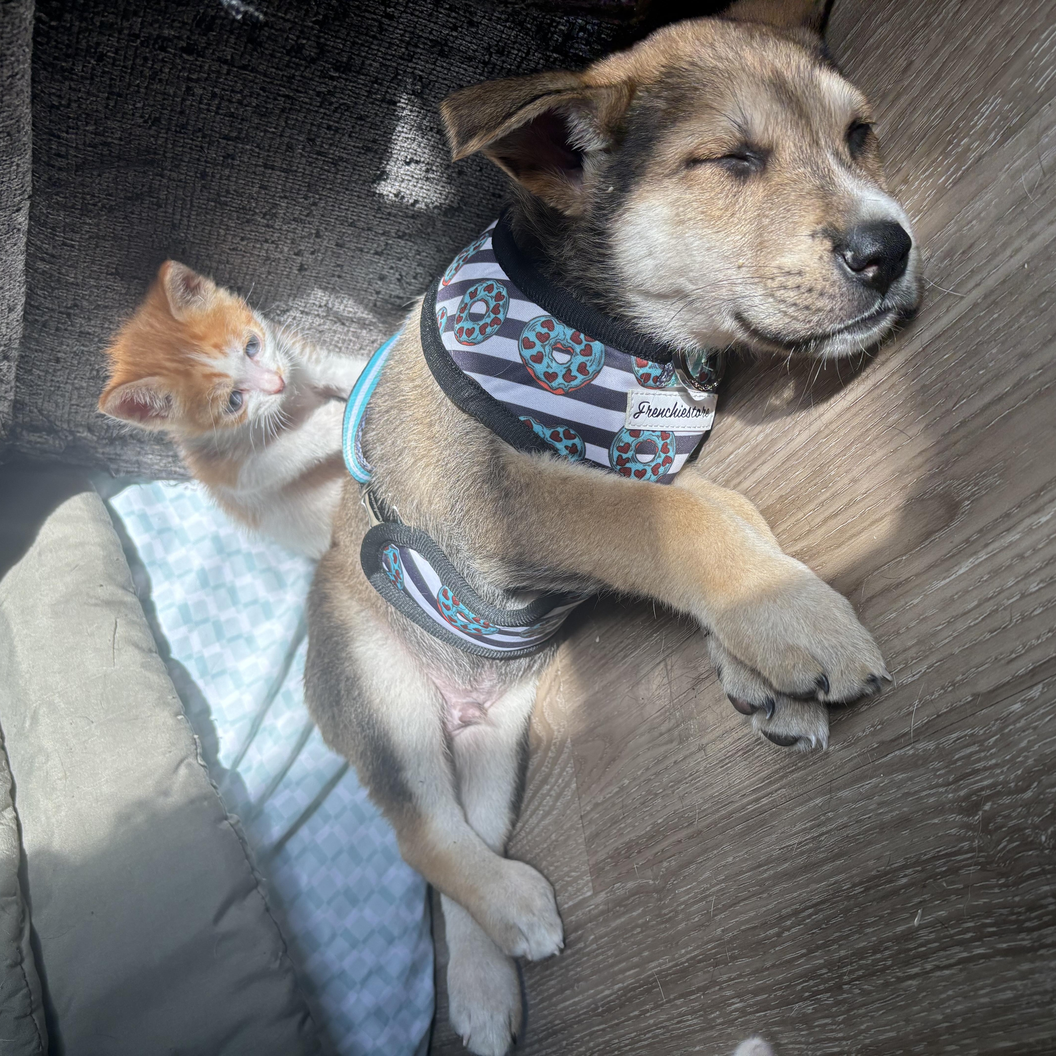 Enlarge Leo, an adopted mixed breed in Costa Mesa, CA image 3/4