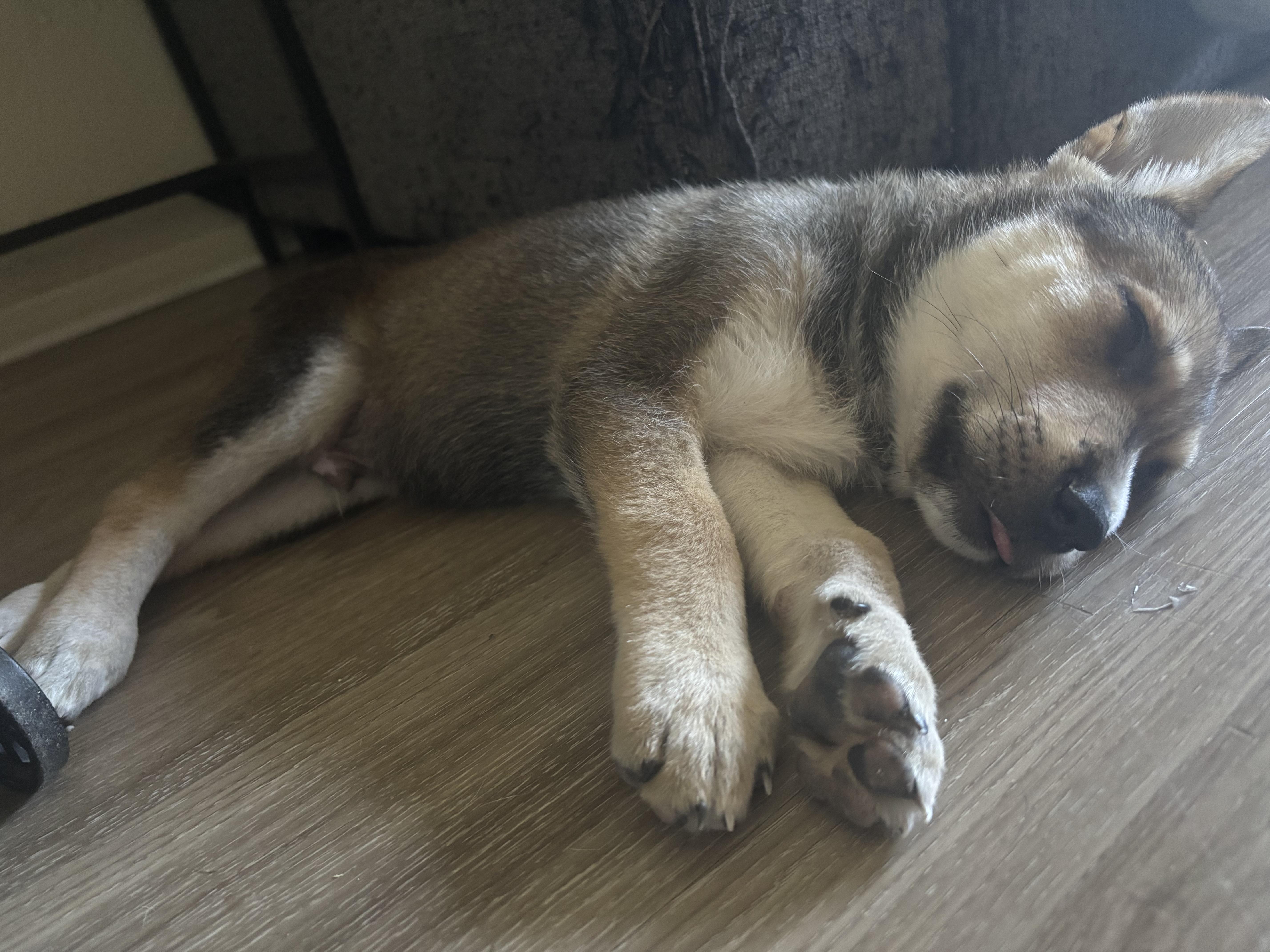 Enlarge Leo, an adopted mixed breed in Costa Mesa, CA image 4/4