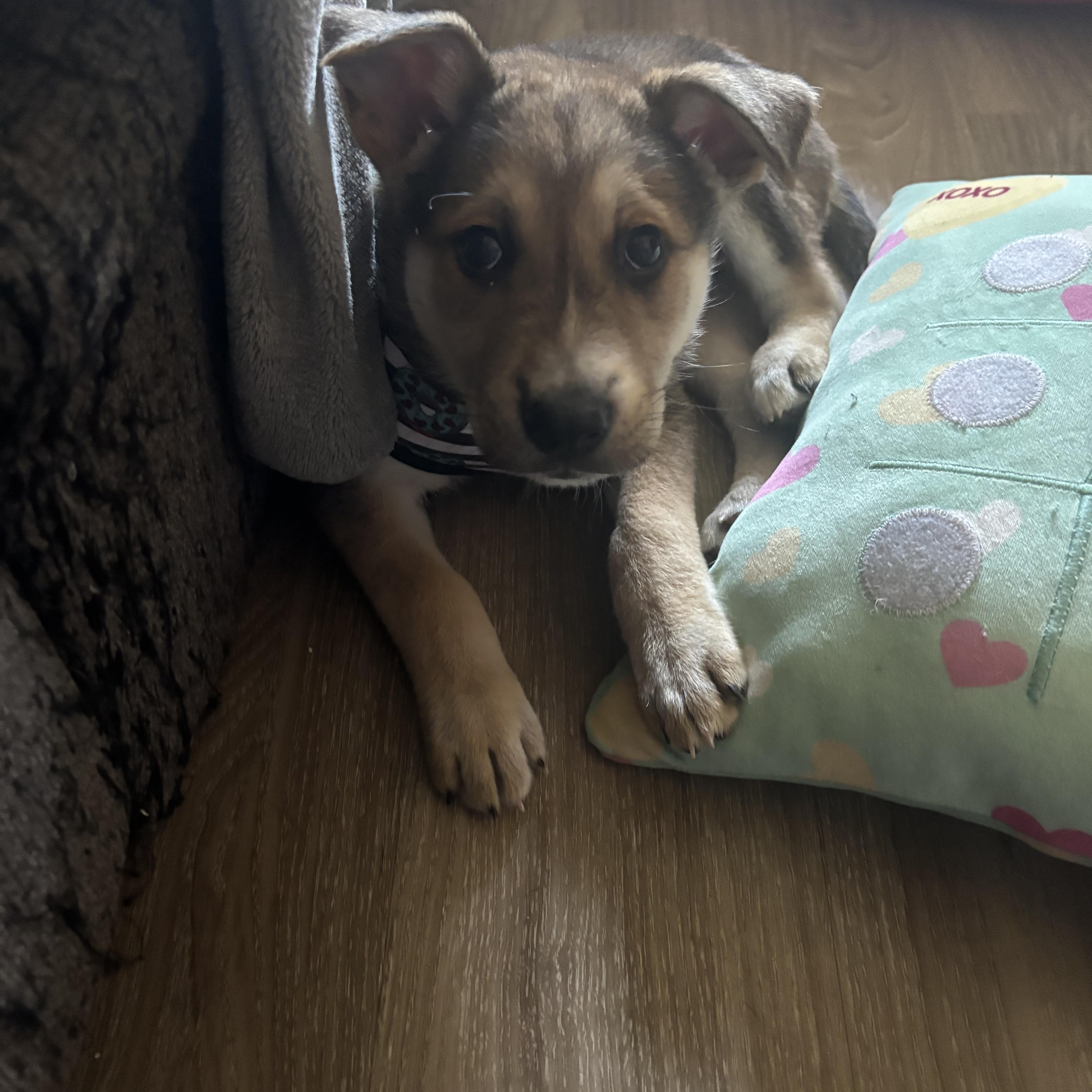 Enlarge Leo, an adopted mixed breed in Costa Mesa, CA image 2/4