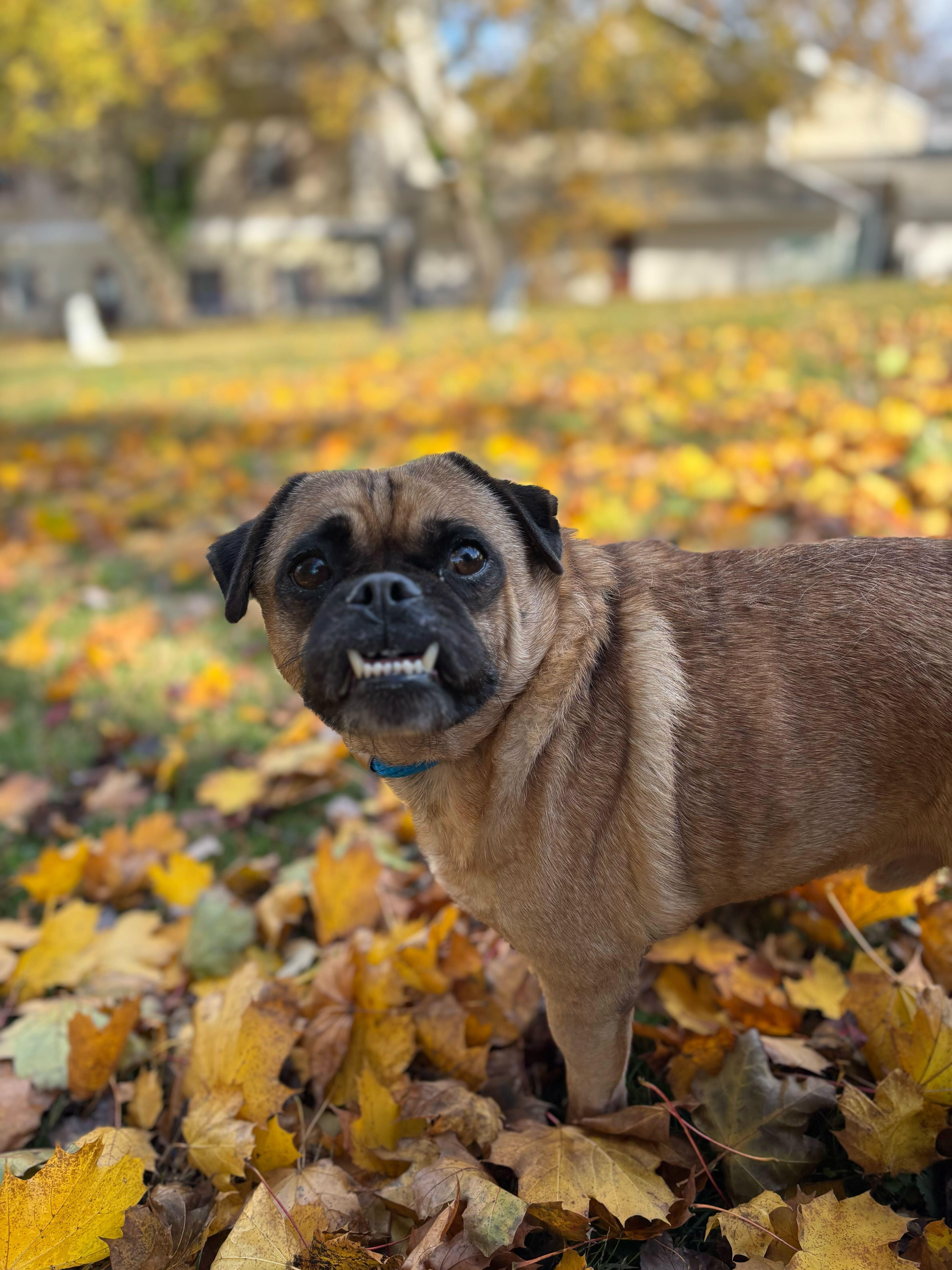 Enlarge Curtis Lowe, an adopted Mixed Breed in Media, PA image 1/1
