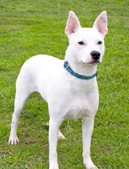 Enlarge Luna Heart 138-26, a Adoptable mixed breed in Cumming, GA image 1/2