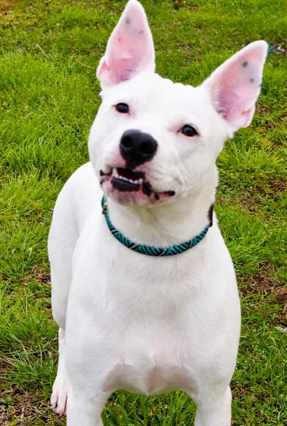 Enlarge Luna Heart 138-26, a Adoptable mixed breed in Cumming, GA image 2/2