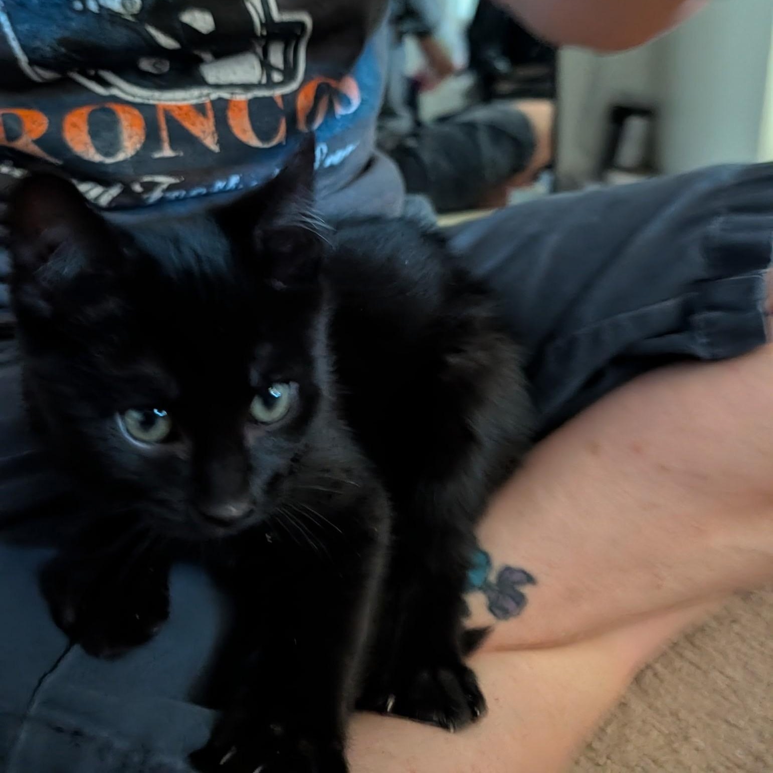 Squirley, a ADOPTABLE Domestic Short Hair in Wheat Ridge, CO image 2/6