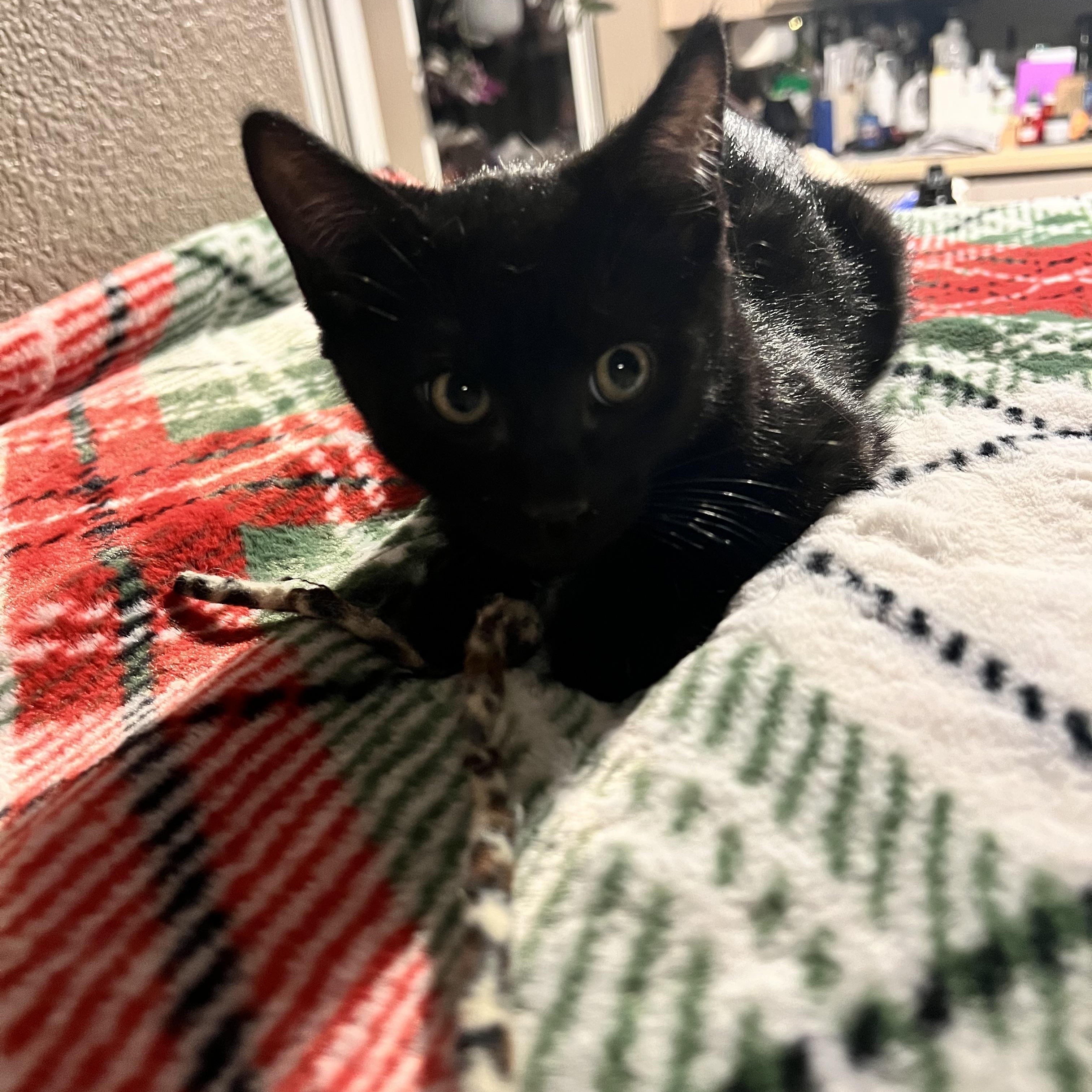 Squirley, a ADOPTABLE Domestic Short Hair in Wheat Ridge, CO image 4/6