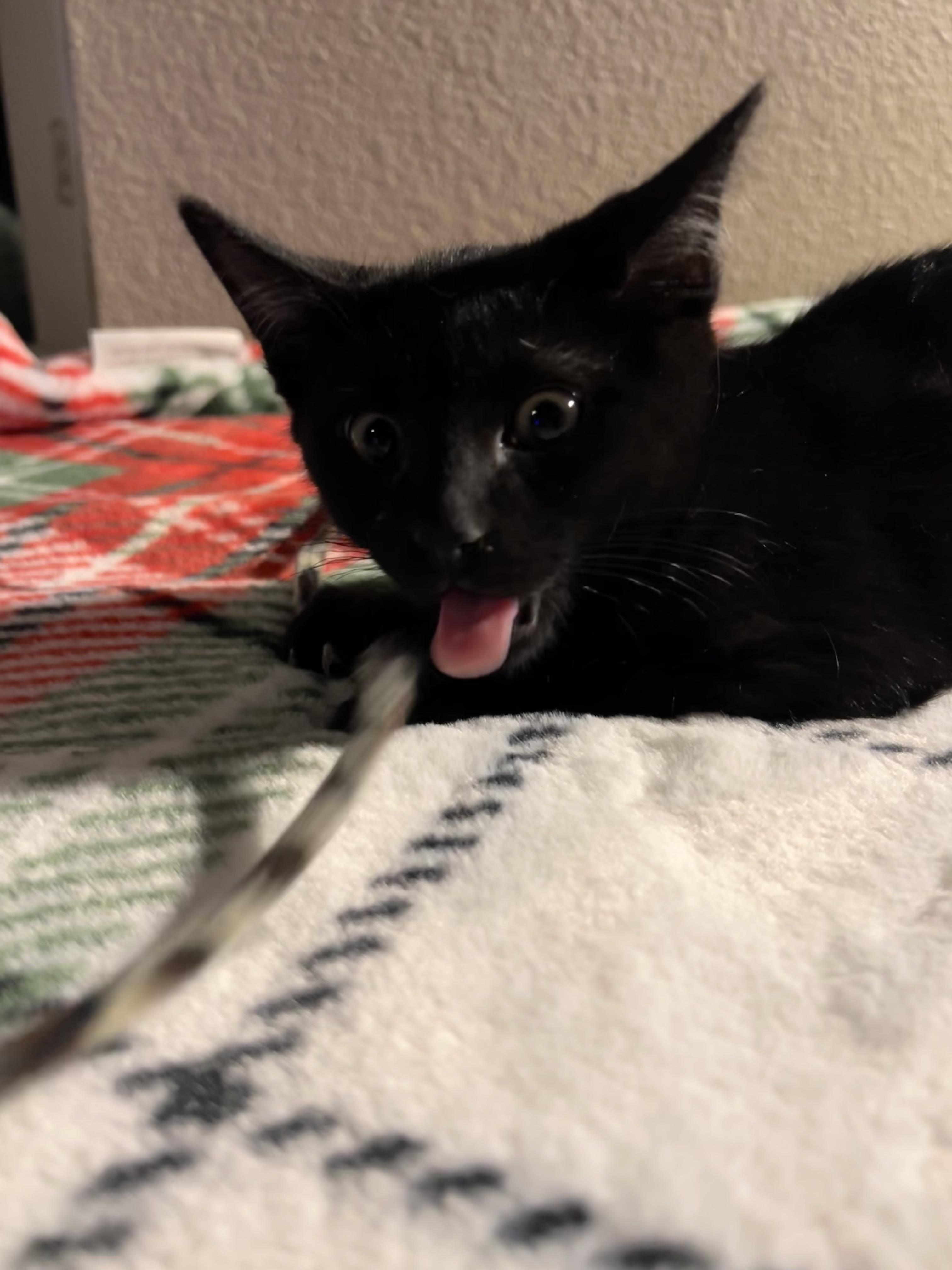 Squirley, ADOPTABLE, Kitten Male Domestic Short Hair.