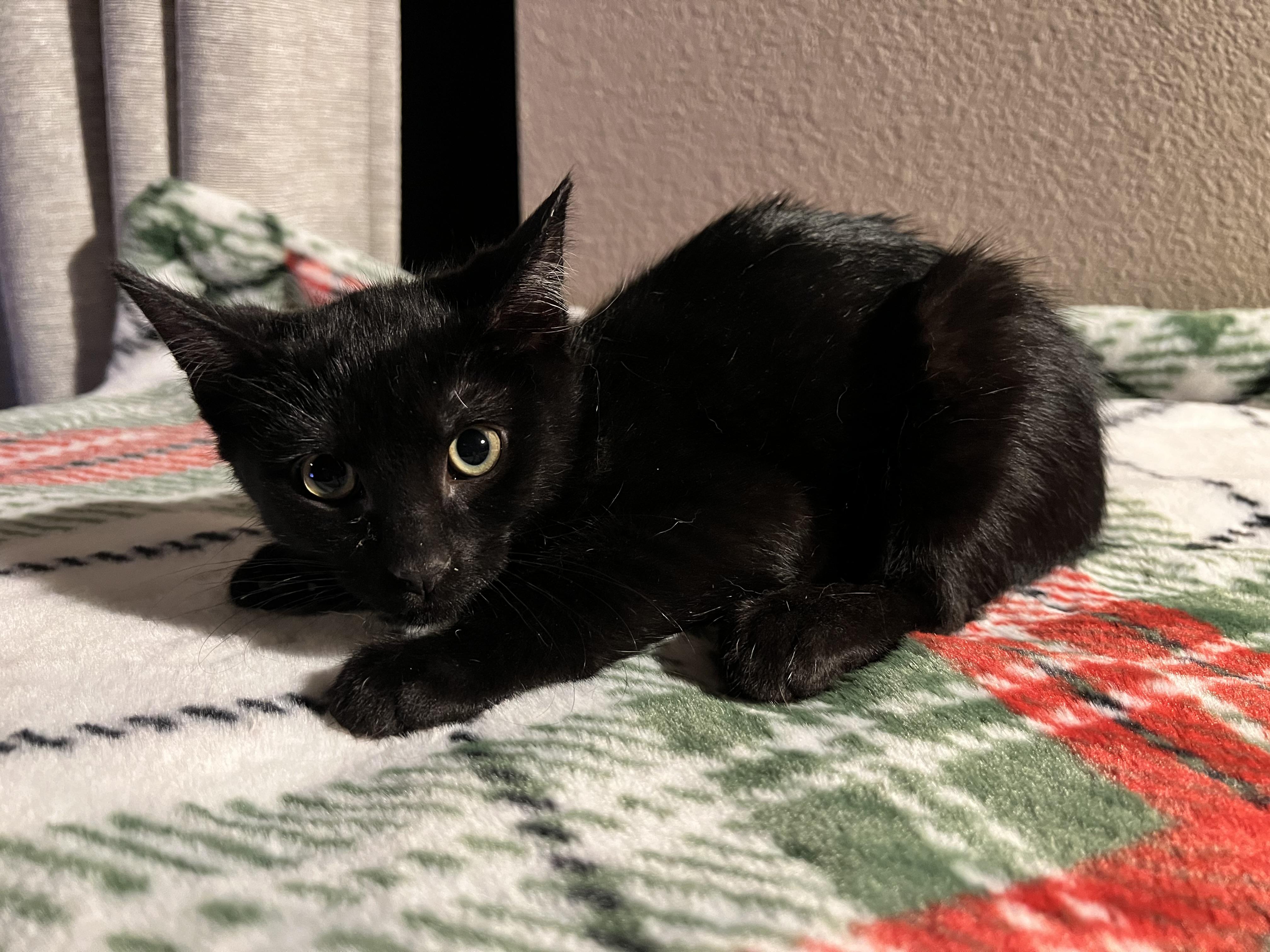 Squirley, a ADOPTABLE Domestic Short Hair in Wheat Ridge, CO image 5/6