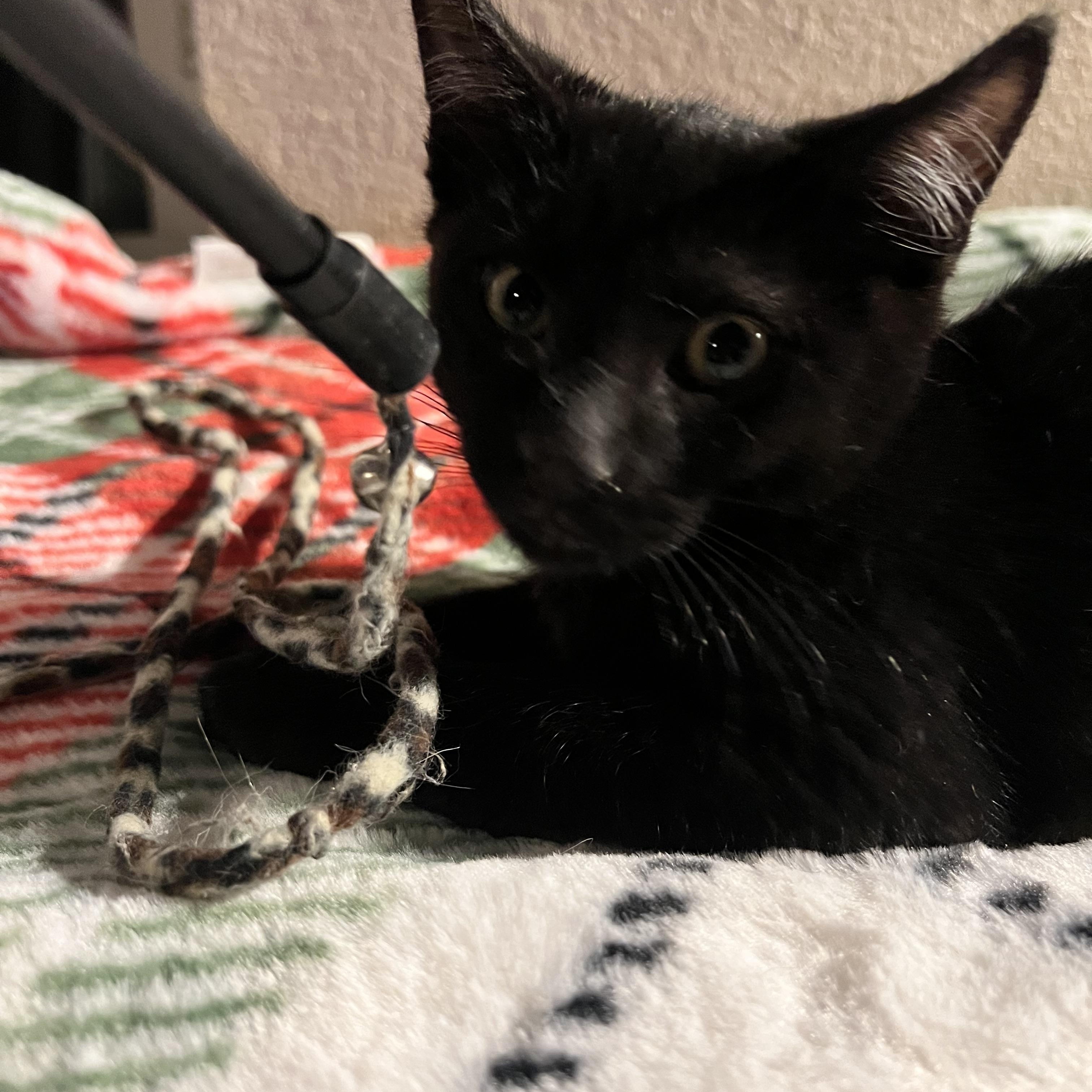 Squirley, a ADOPTABLE Domestic Short Hair in Wheat Ridge, CO image 3/6