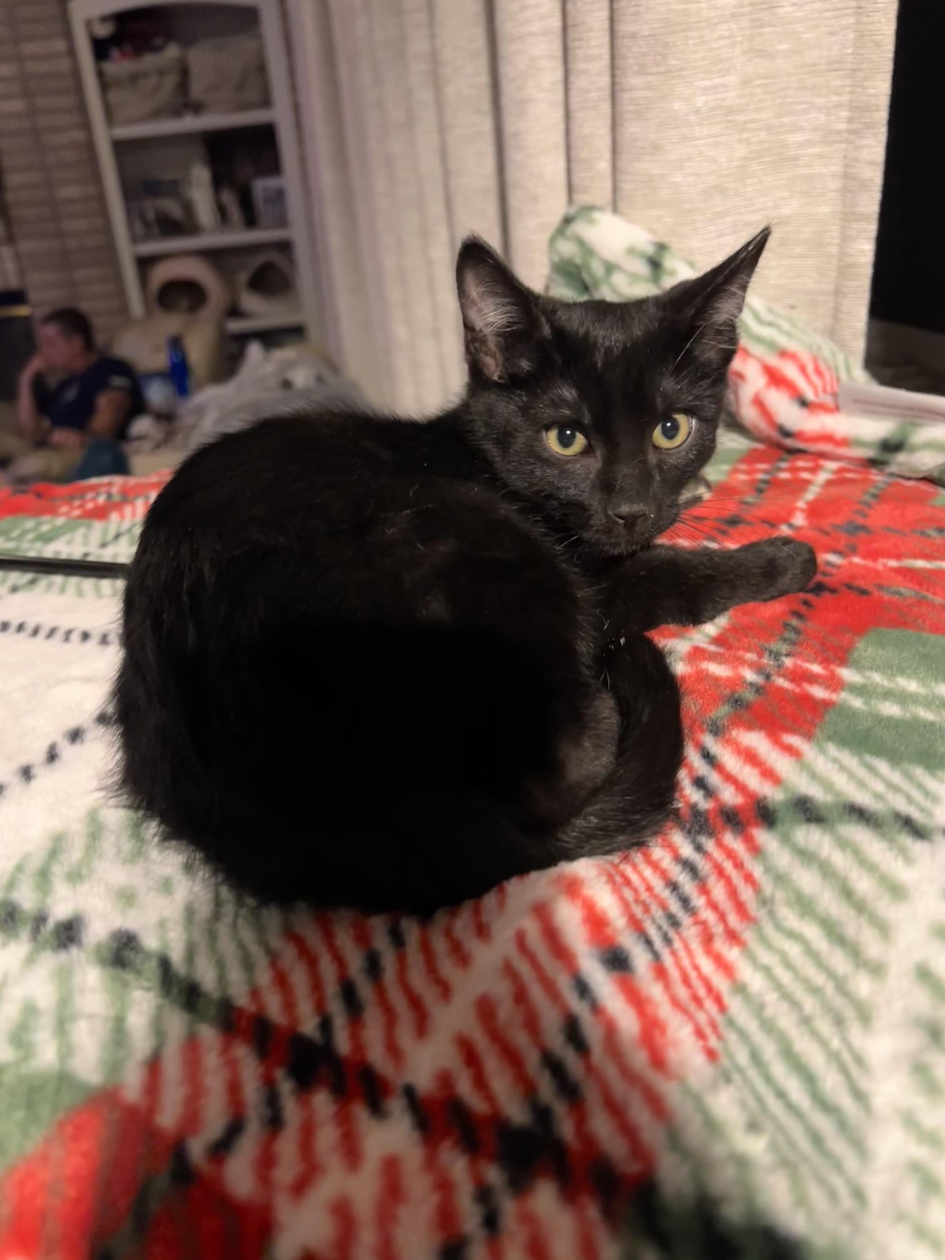 Squirley, a ADOPTABLE Domestic Short Hair in Wheat Ridge, CO image 6/6