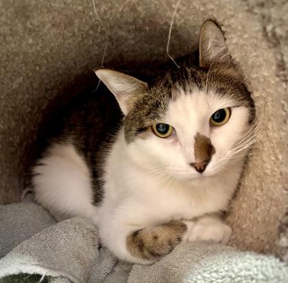 Lutz, Adoptable, Adult Male Domestic Short Hair & Domestic Short Hair.