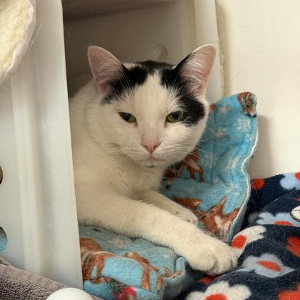 Lutz, Adoptable, Adult Male Domestic Short Hair & Domestic Short Hair.