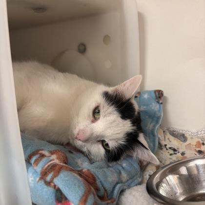 Lutz, Adoptable, Adult Male Domestic Short Hair & Domestic Short Hair.