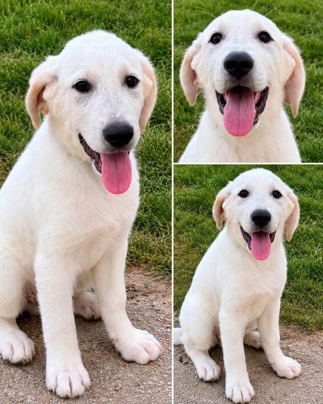 Seth, adopted, Puppy Male Great Pyrenees & Labrador Retriever.