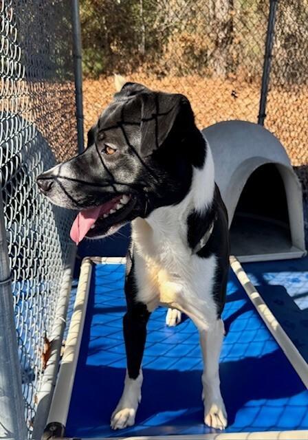 Enlarge Tippity Tail, a Adoptable mixed breed in Providence Forge, VA image 1/1