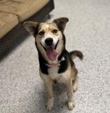 Romy, ADOPTABLE, Adult Female Mixed Breed.