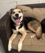 Enlarge Romy, a ADOPTABLE Mixed Breed in Potsdam, NY image 2/4