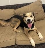 Enlarge Romy, a ADOPTABLE Mixed Breed in Potsdam, NY image 4/4