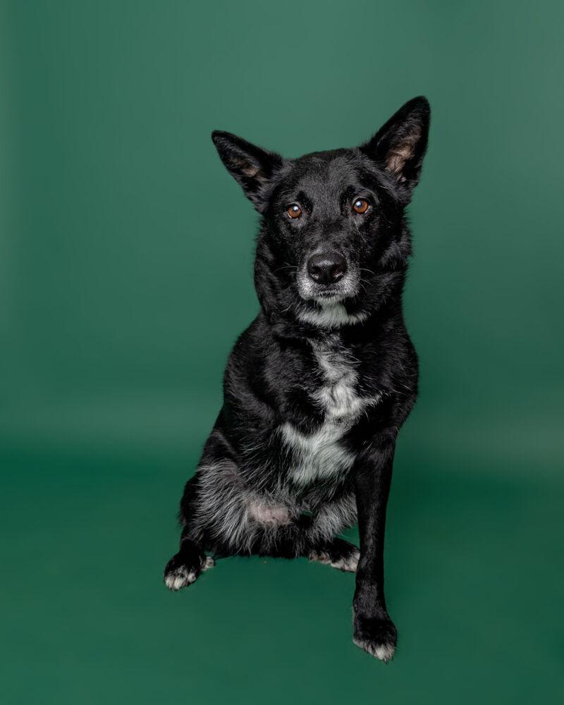 Enlarge Skip, a Adoptable mixed breed in Muskegon, MI image 1/6