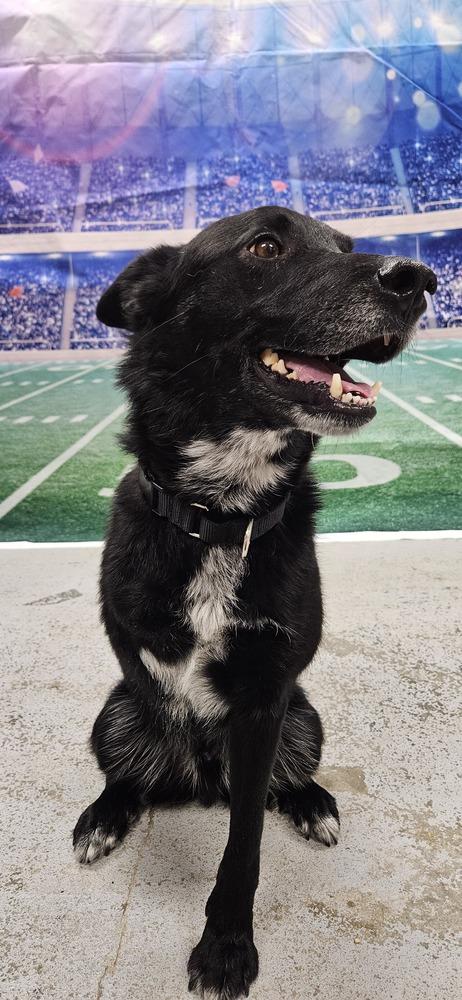 Skip (ADOPTION FEE SPONSORED!), Adoptable, Adult Male Shepherd & Cattle Dog.