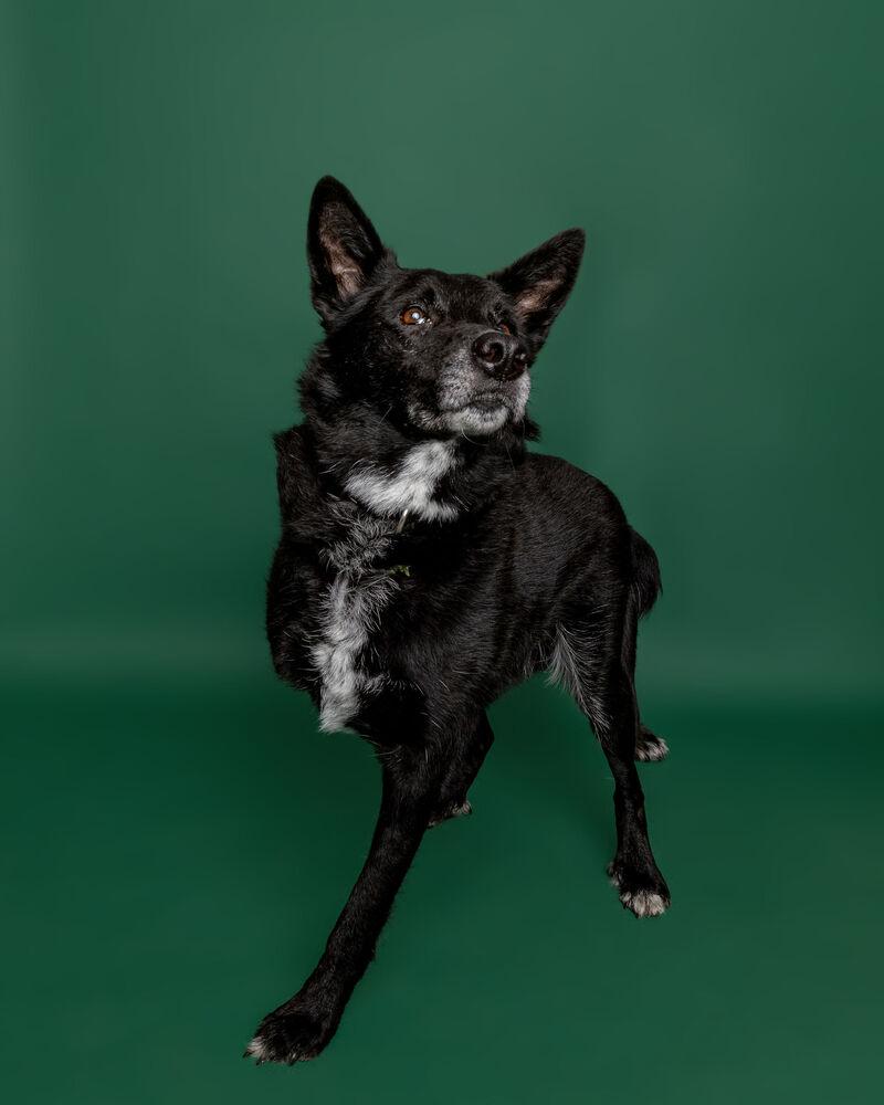 Enlarge Skip, a Adoptable mixed breed in Muskegon, MI image 2/6