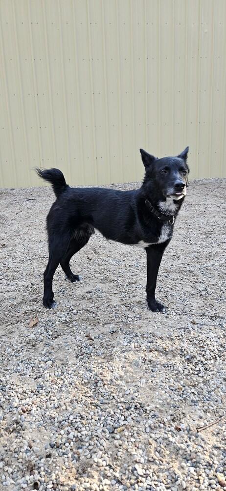 Enlarge Skip (ADOPTION FEE SPONSORED!), a Adoptable mixed breed in Muskegon, MI image 2/5