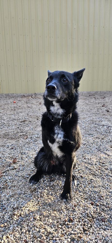 Enlarge Skip (ADOPTION FEE SPONSORED!), a Adoptable mixed breed in Muskegon, MI image 3/5