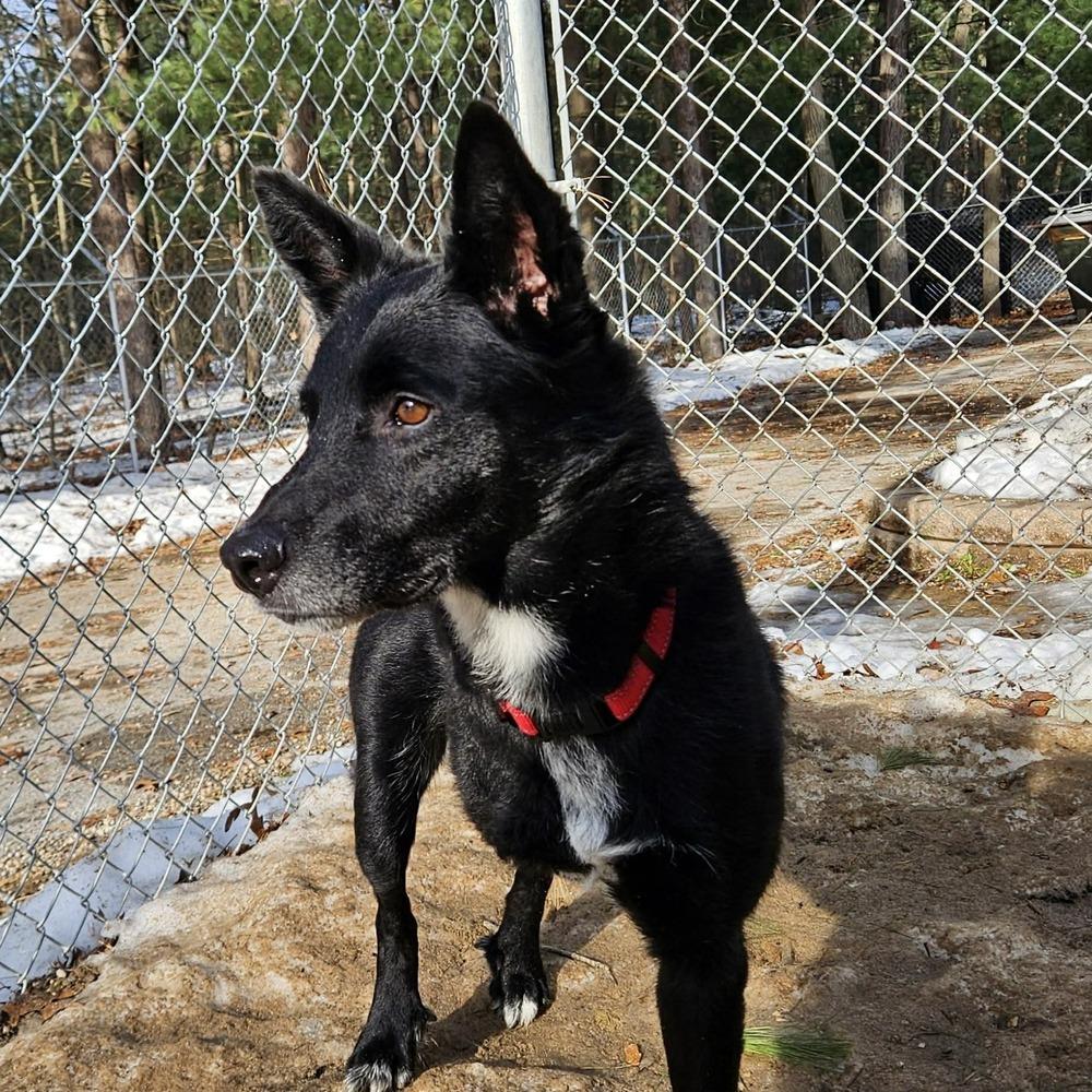 Enlarge Skip (ADOPTION FEE SPONSORED!), a Adoptable mixed breed in Muskegon, MI image 4/5