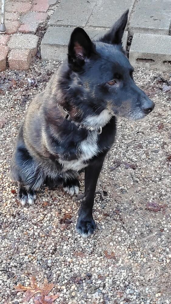 Enlarge Skip (ADOPTION FEE SPONSORED!), a Adoptable mixed breed in Muskegon, MI image 5/6