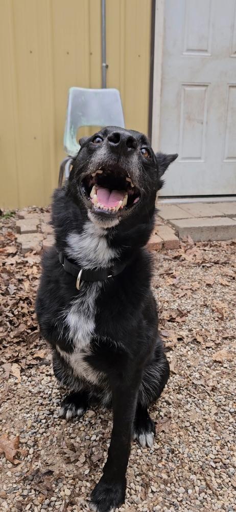 Enlarge Skip (ADOPTION FEE SPONSORED!), a Adoptable mixed breed in Muskegon, MI image 5/5