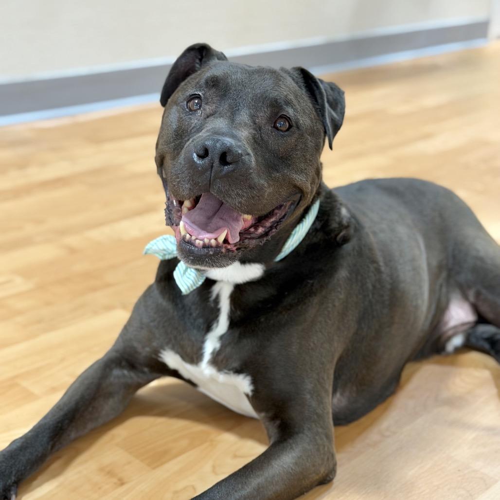 Enlarge Sampson, a Adoptable Mixed Breed in DeKalb, IL image 2/3