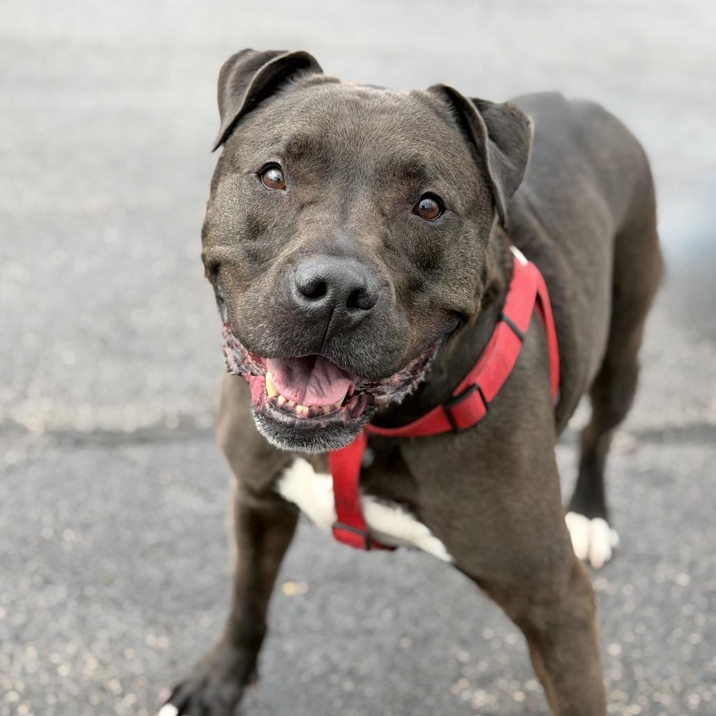 Enlarge Sampson, a Adoptable Mixed Breed in DeKalb, IL image 3/3