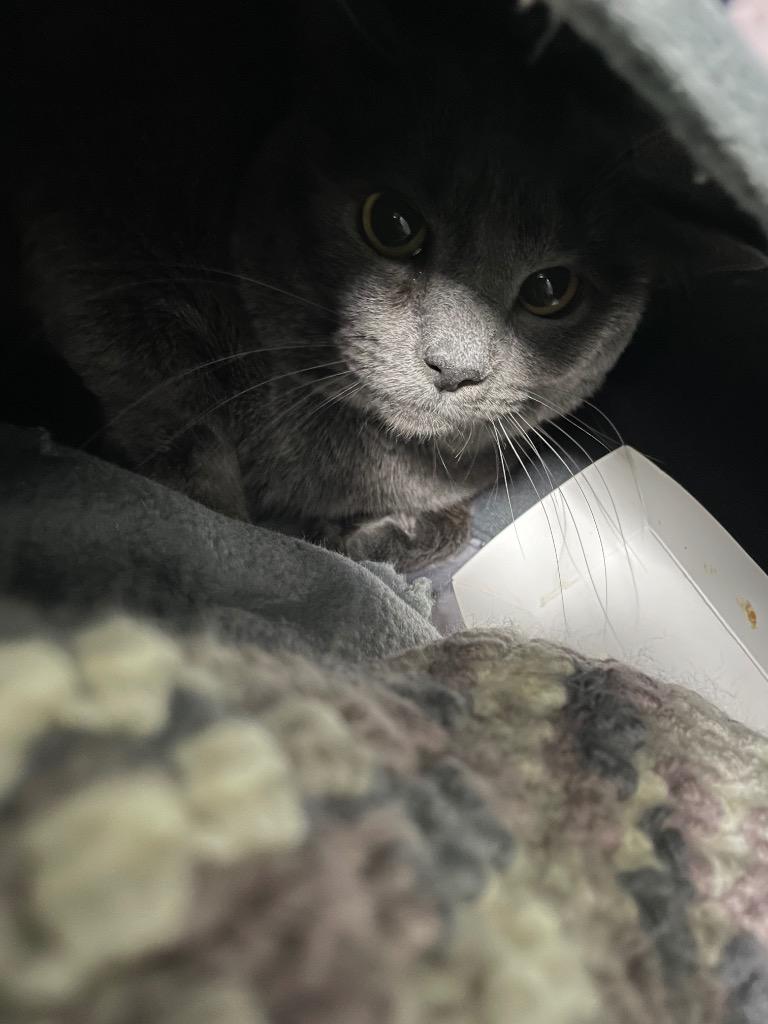 Phantom, Adoptable, Adult Male Domestic Short Hair.