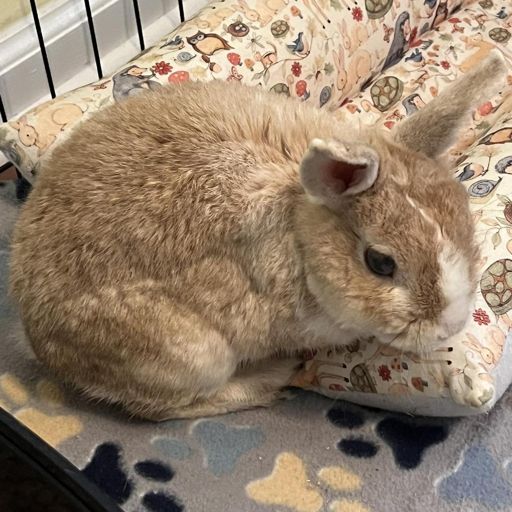 Sir Bun, Adoptable, Adult Male Dutch.